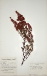Erica pleiotricha