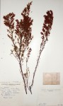 Erica pleiotricha