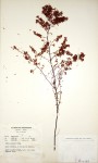 Erica pleiotricha