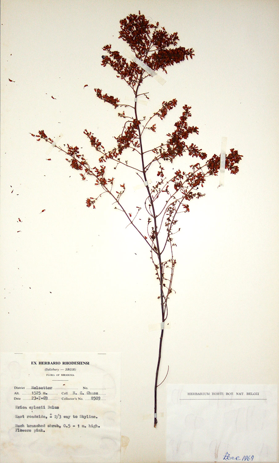 Erica pleiotricha