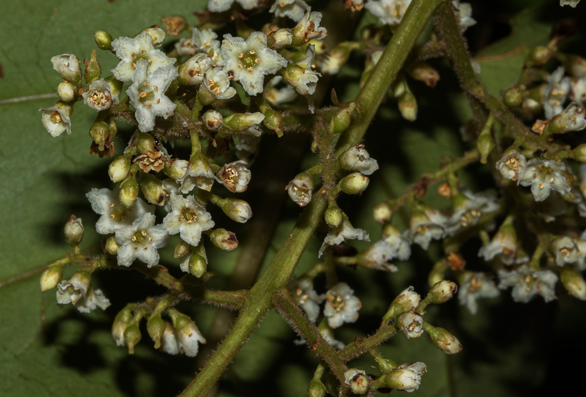 Maesa lanceolata