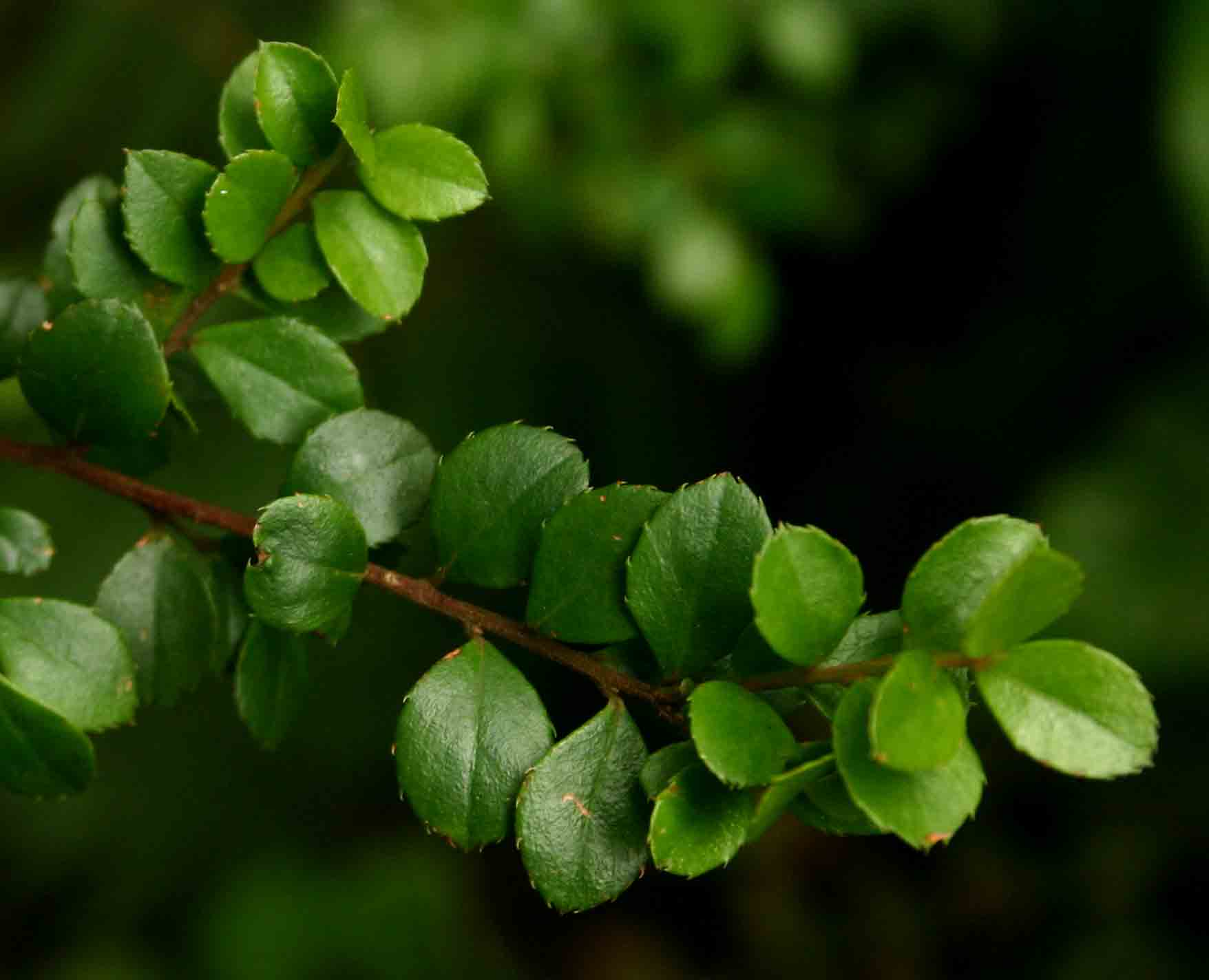 Myrsine africana