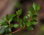 Myrsine africana