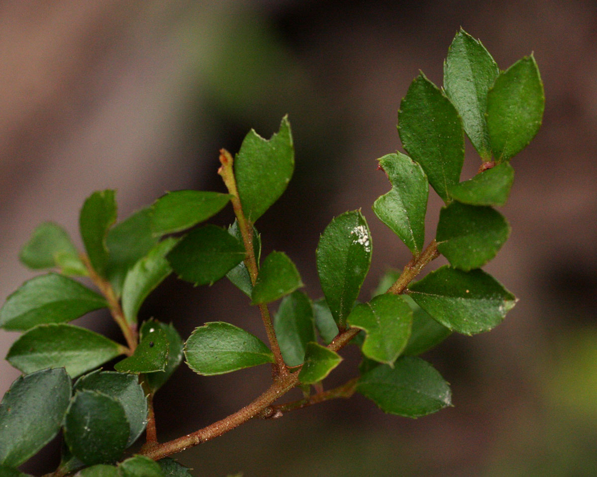 Myrsine africana