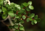 Myrsine africana
