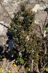 Myrsine africana