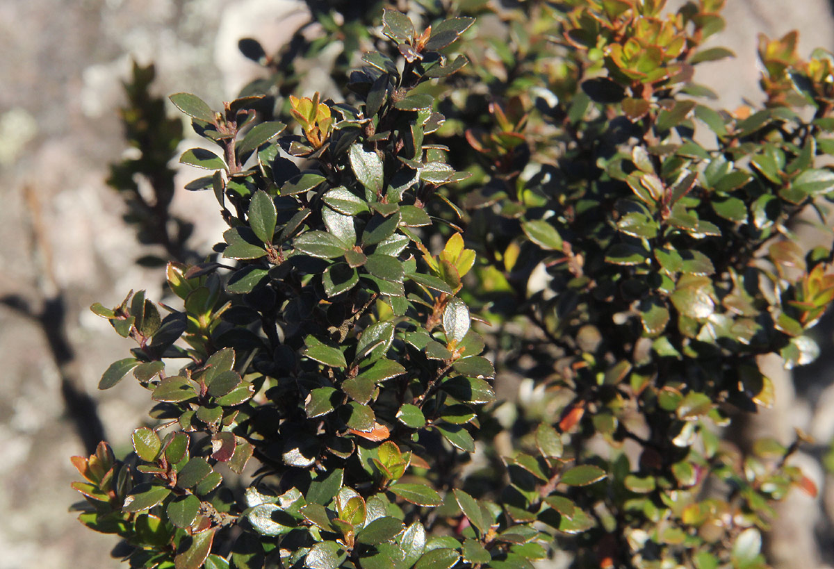 Myrsine africana