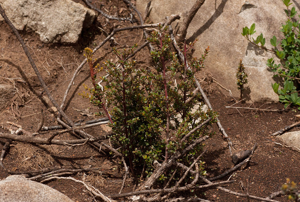 Myrsine africana