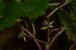 Ardisiandra wettsteinii