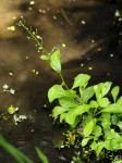 Samolus valerandi var. valerandi
