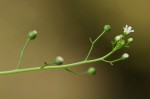 Samolus valerandi var. valerandi