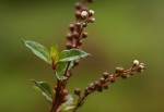 Lysimachia africana