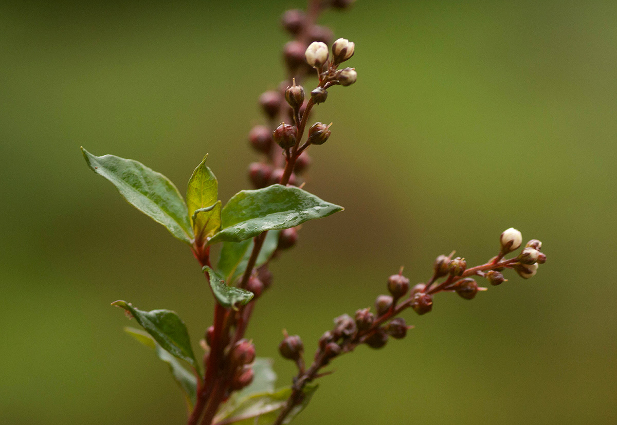 Lysimachia africana
