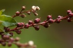 Lysimachia africana
