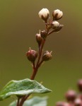 Lysimachia africana