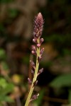 Lysimachia africana