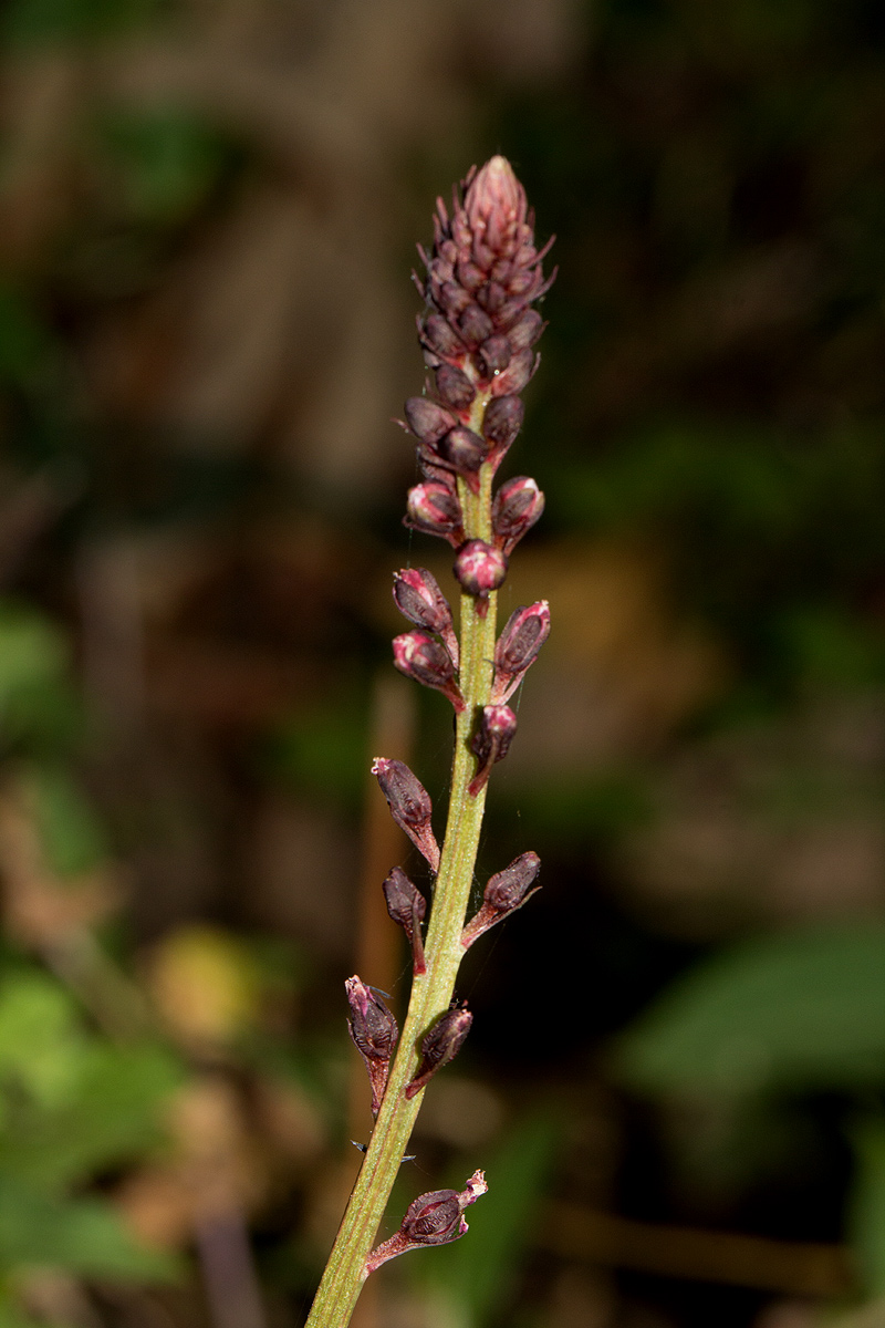 Lysimachia africana