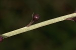 Lysimachia africana