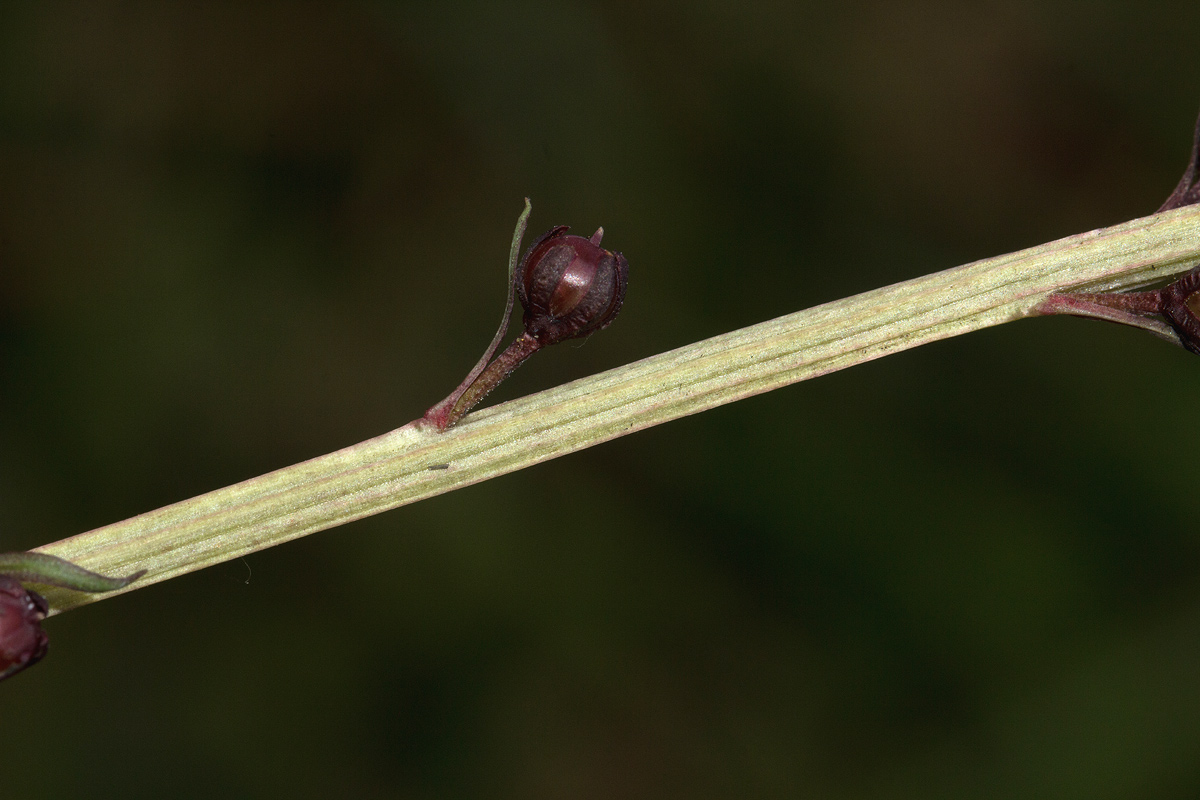 Lysimachia africana