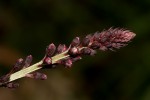 Lysimachia africana
