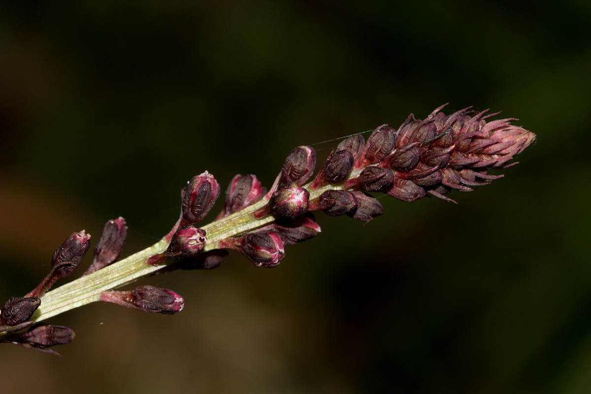 Lysimachia africana