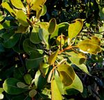Sideroxylon inerme subsp. diospyroides