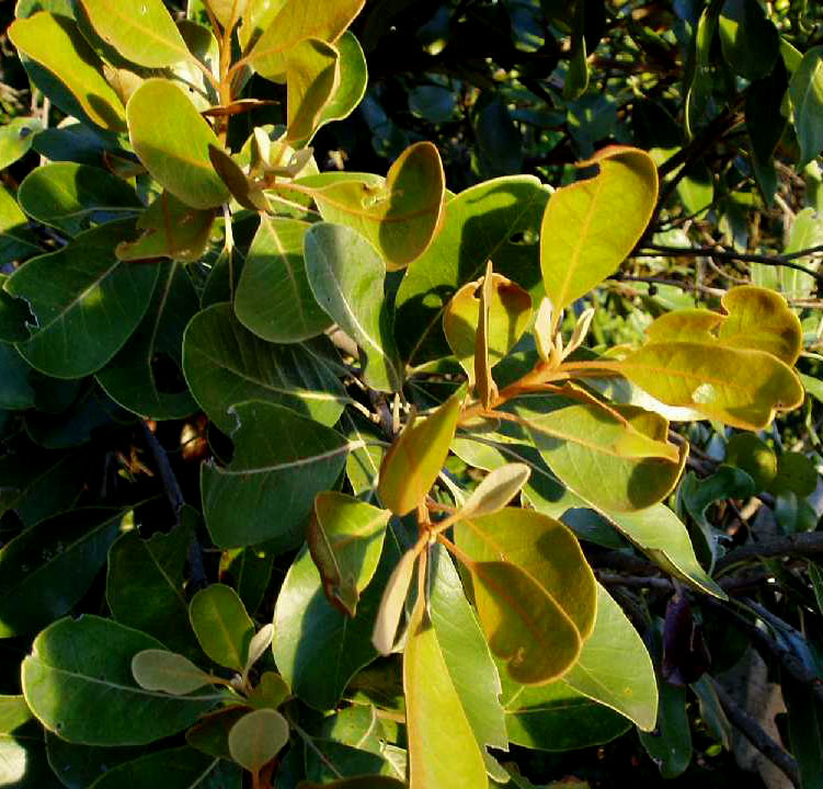 Sideroxylon inerme subsp. diospyroides