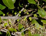 Sideroxylon inerme subsp. diospyroides