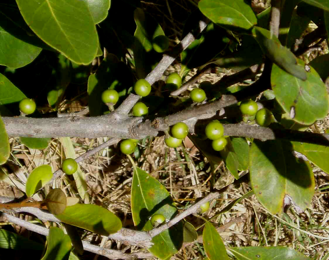 Sideroxylon inerme subsp. diospyroides