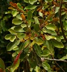 Sideroxylon inerme subsp. diospyroides