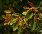 Sideroxylon inerme subsp. diospyroides