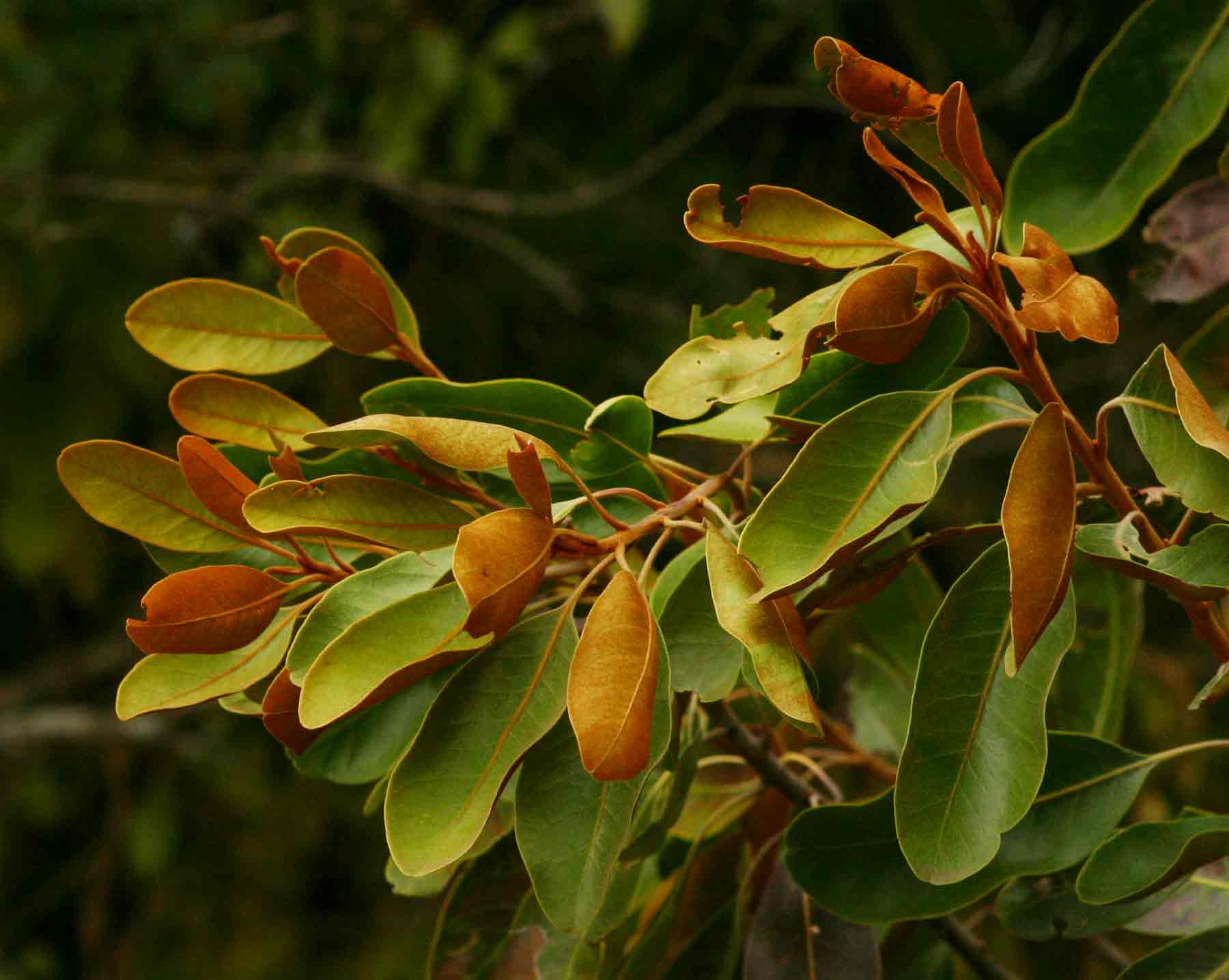 Sideroxylon inerme subsp. diospyroides