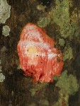 Synsepalum brevipes