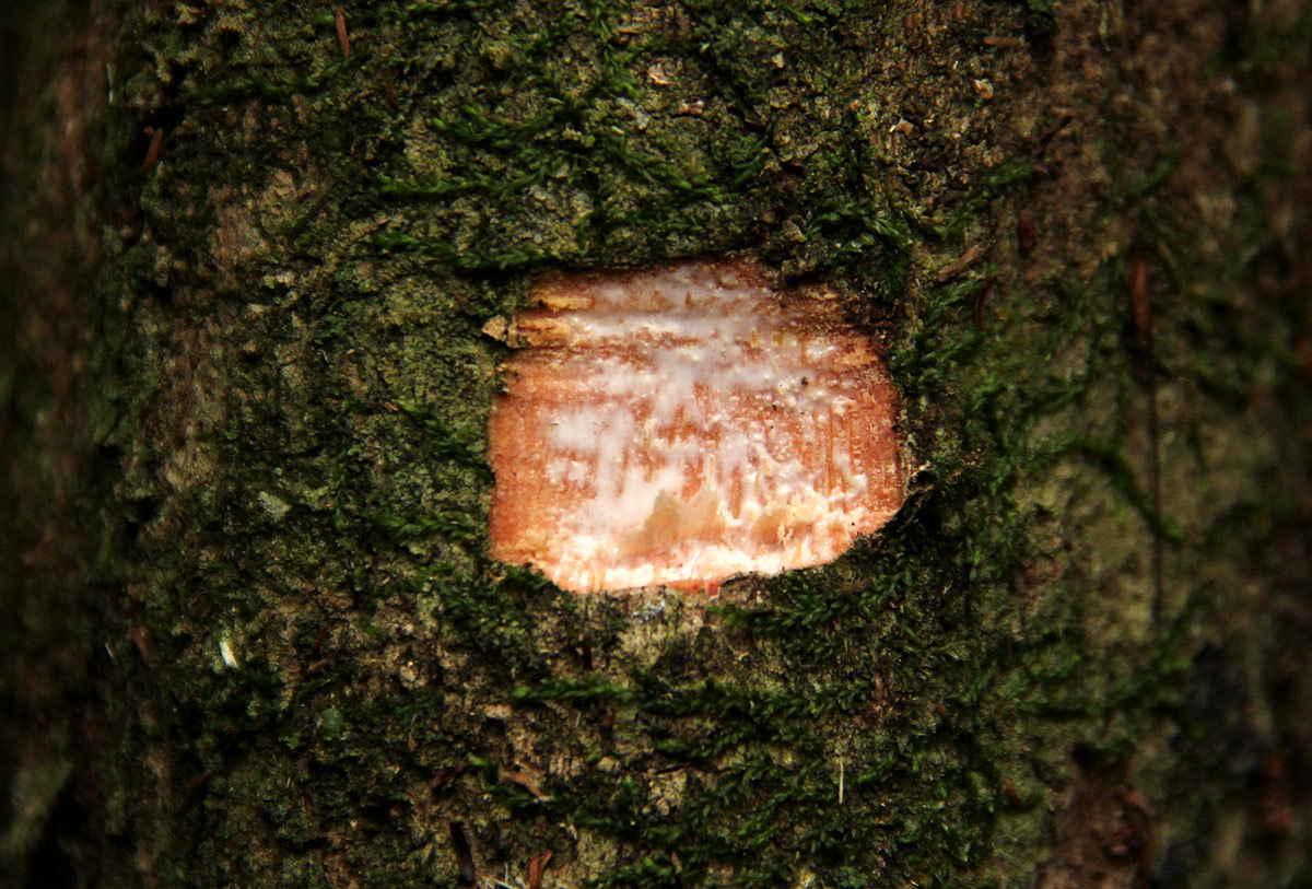Synsepalum brevipes