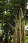 Synsepalum brevipes