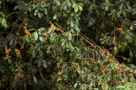 Synsepalum brevipes