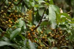 Synsepalum brevipes