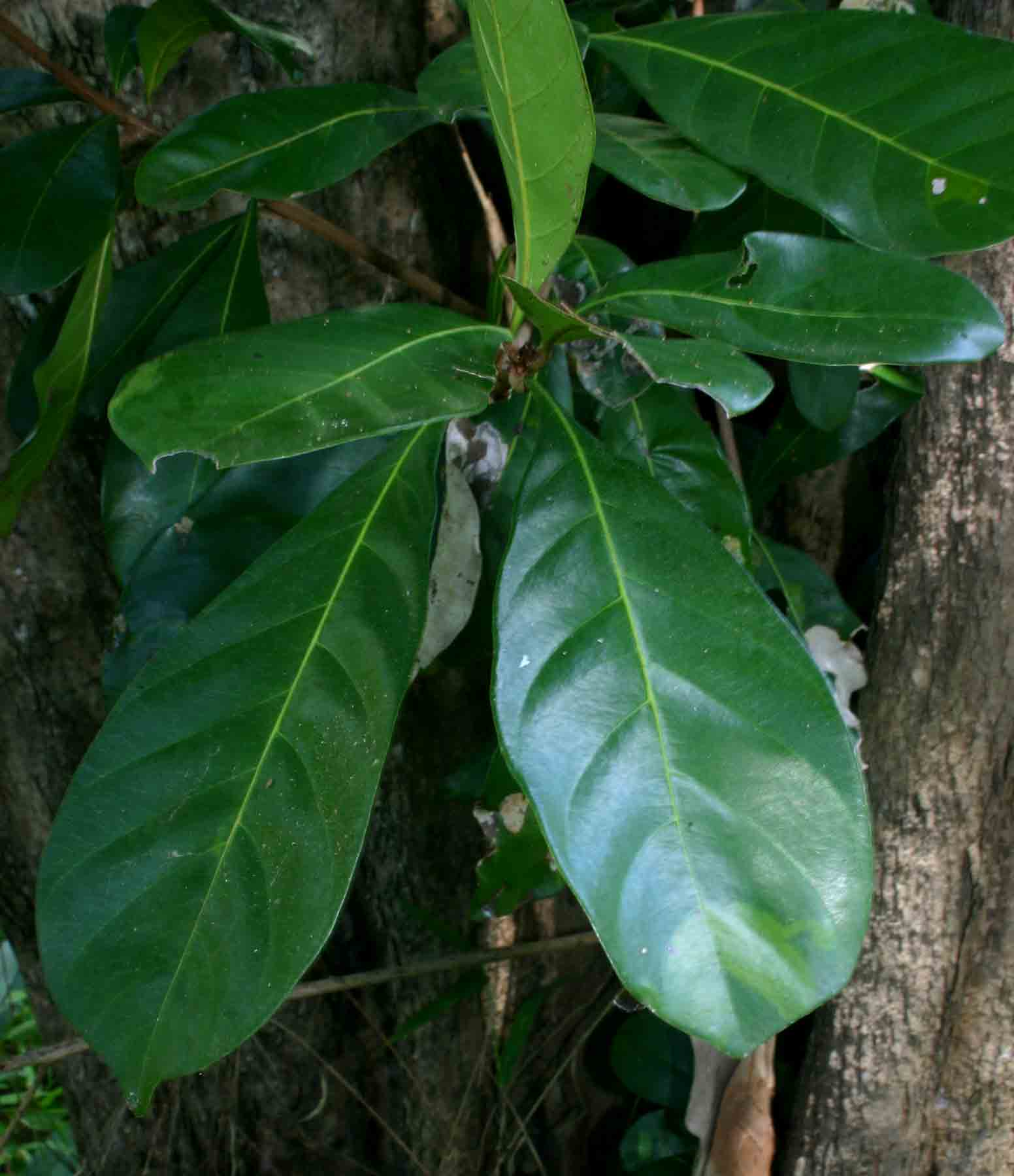 Synsepalum brevipes