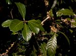 Synsepalum brevipes