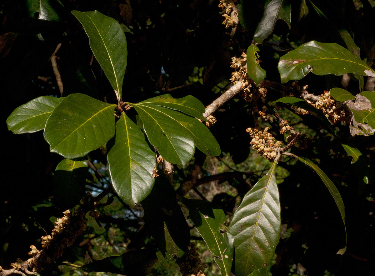 Synsepalum brevipes