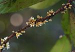 Synsepalum brevipes