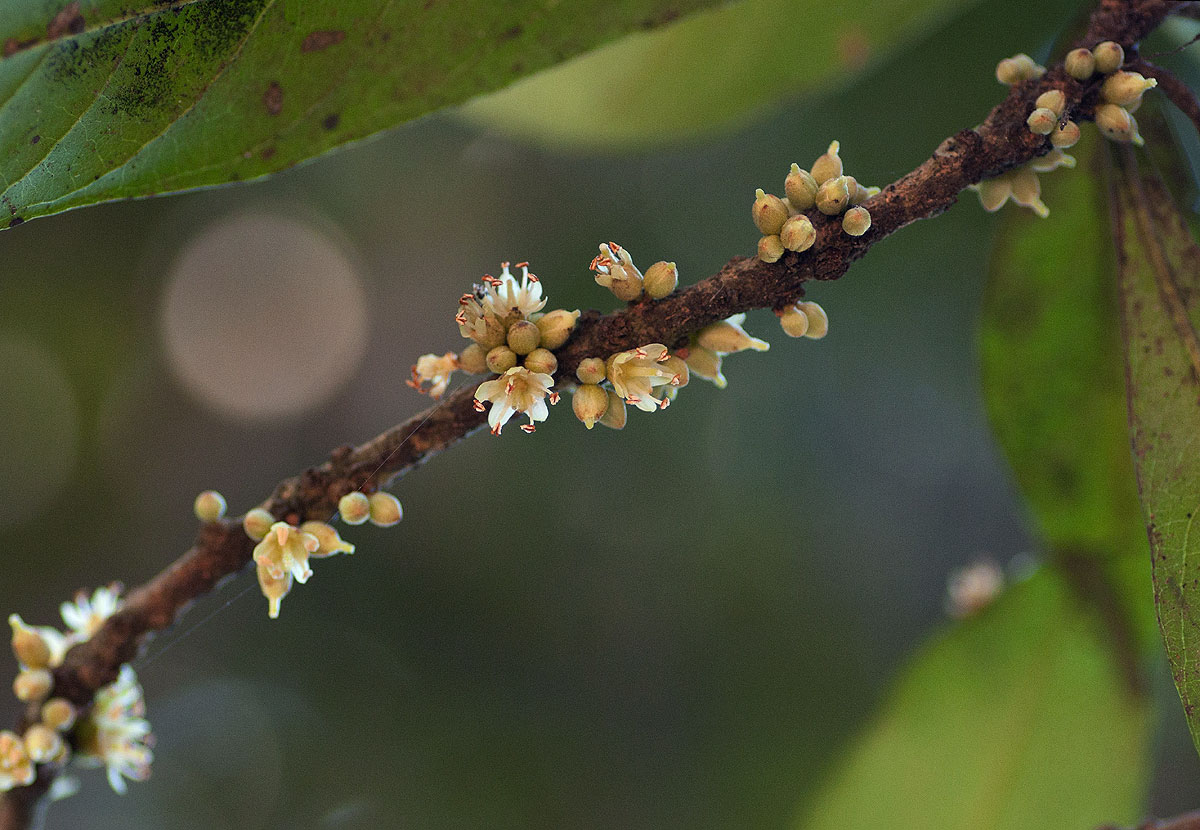 Synsepalum brevipes