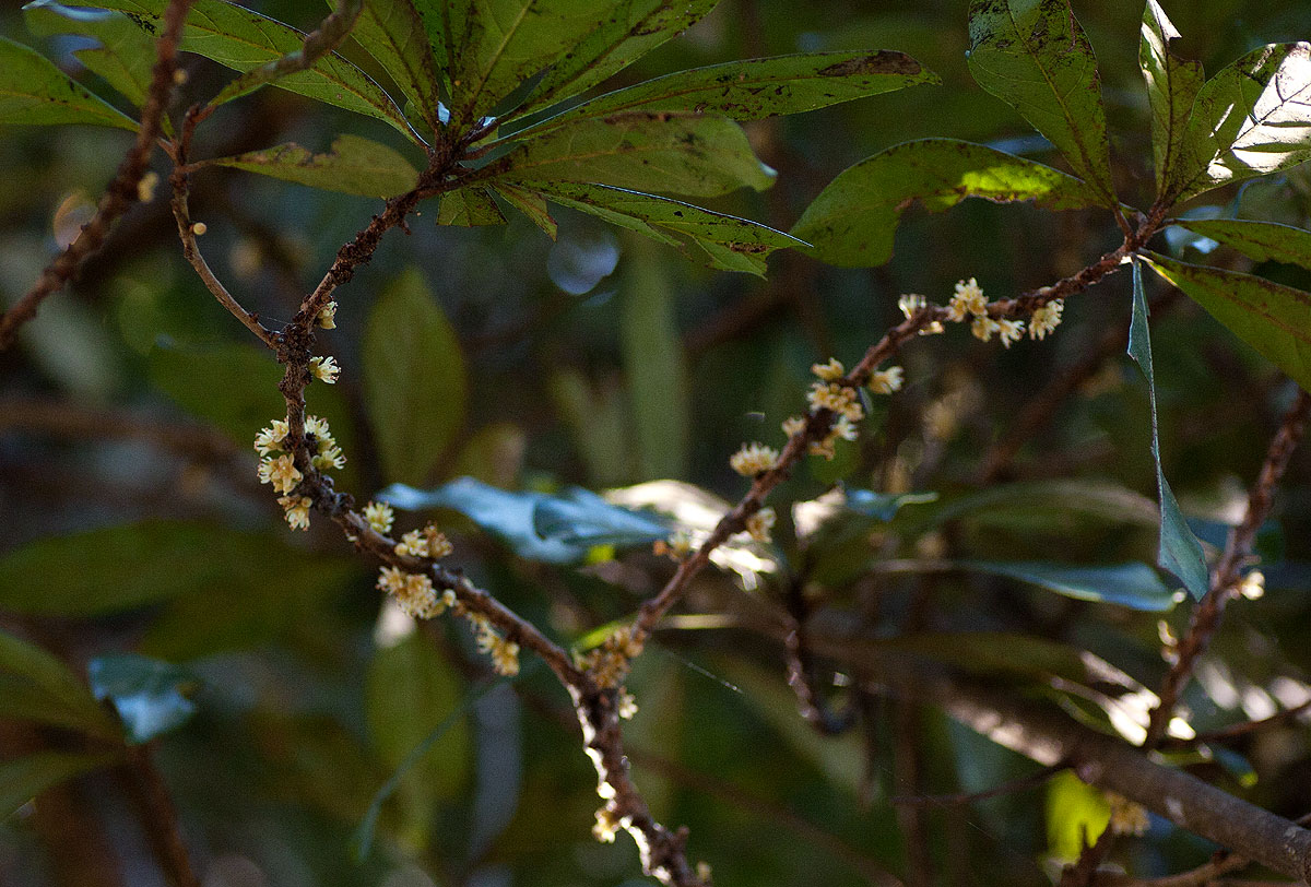 Synsepalum brevipes