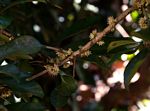 Synsepalum brevipes
