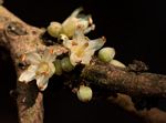 Synsepalum brevipes