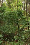 Synsepalum chimanimani