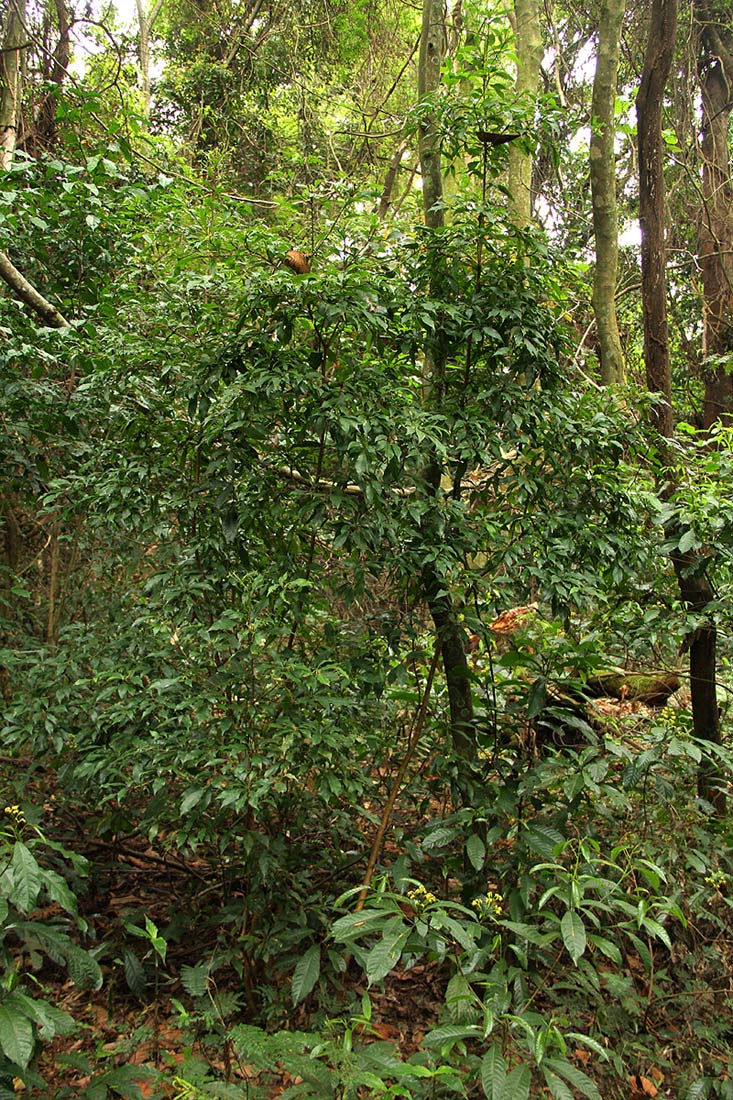 Synsepalum chimanimani