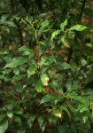 Synsepalum chimanimani