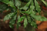 Synsepalum chimanimani