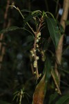 Synsepalum chimanimani